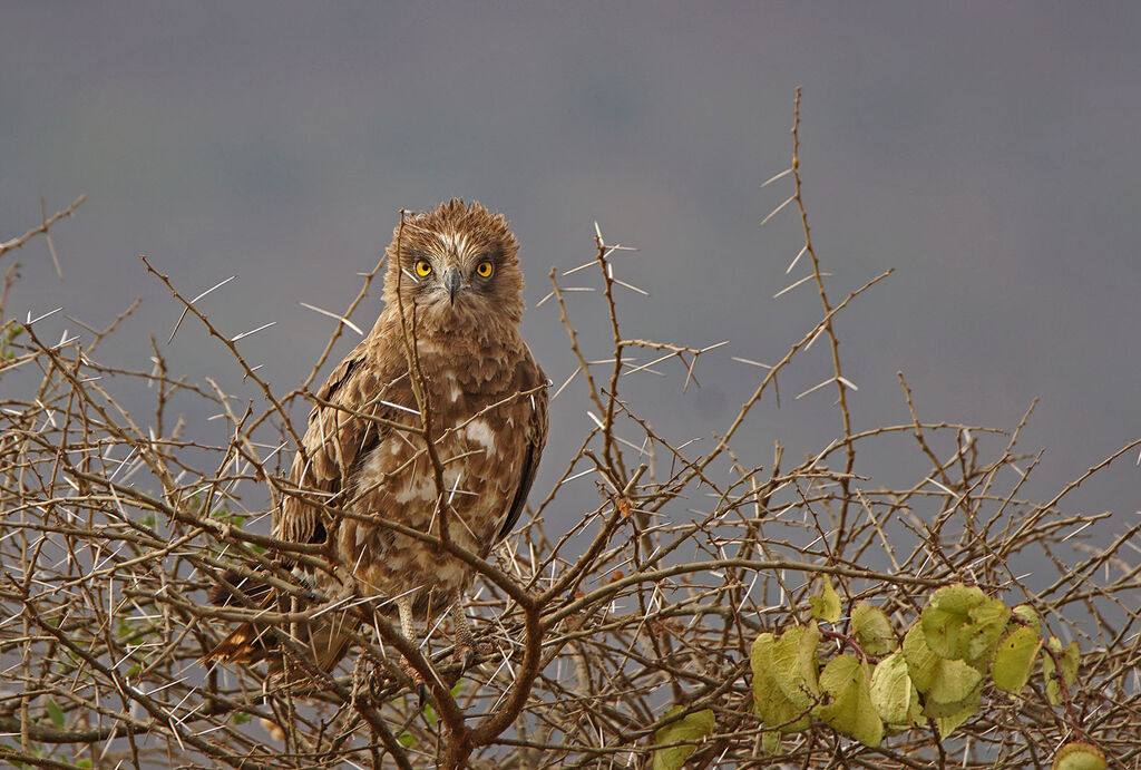 Circaète brunimmature, portrait