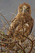 Brown Snake Eagle