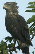 Western Banded Snake Eagle