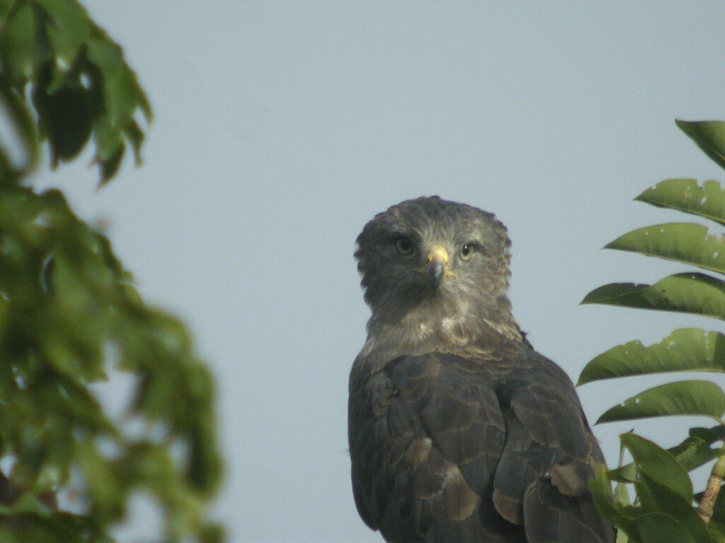 Western Banded Snake Eagle