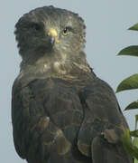 Western Banded Snake Eagle