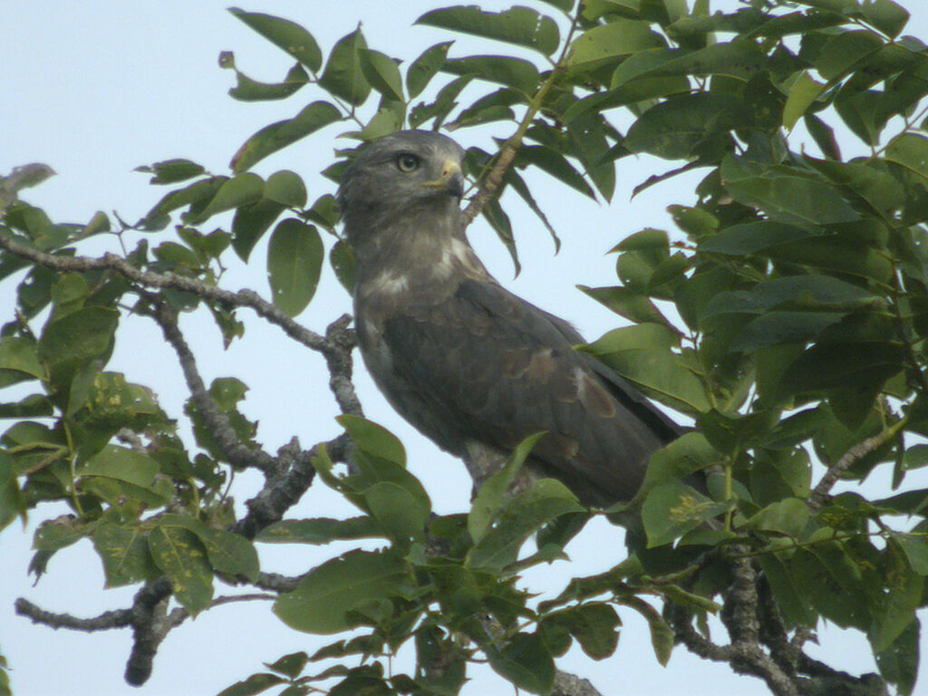 Western Banded Snake Eagle