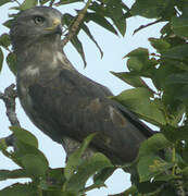 Western Banded Snake Eagle