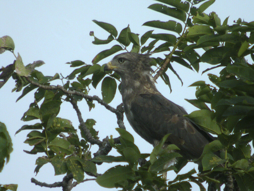 Circaète cendré