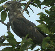 Western Banded Snake Eagle