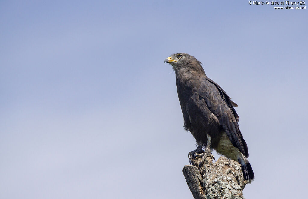 Western Banded Snake Eagle