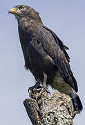 Western Banded Snake Eagle