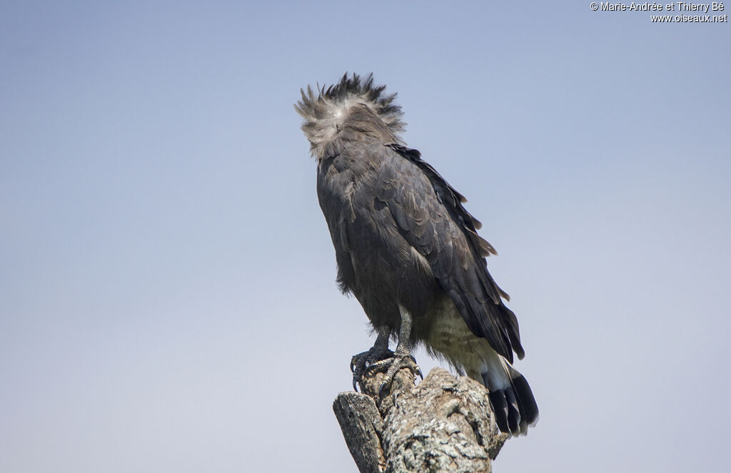 Western Banded Snake Eagle