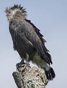 Western Banded Snake Eagle