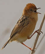 Golden-headed Cisticola