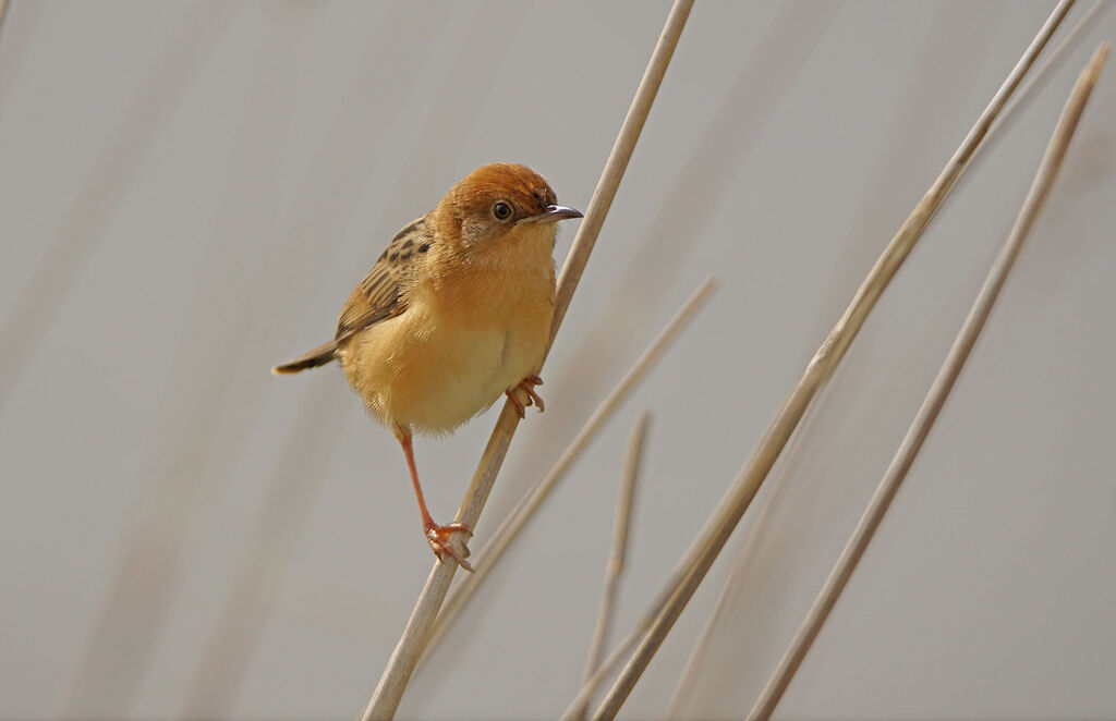 Golden-headed Cisticola