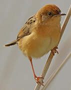 Golden-headed Cisticola