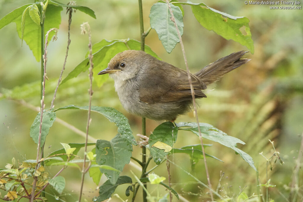 Chubb's Cisticola