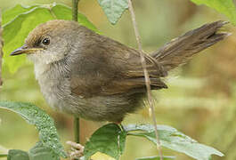 Chubb's Cisticola