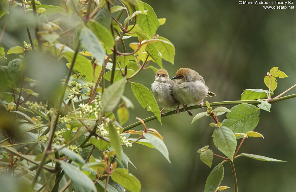 Chubb's Cisticola