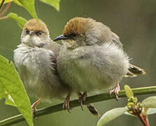 Chubb's Cisticola