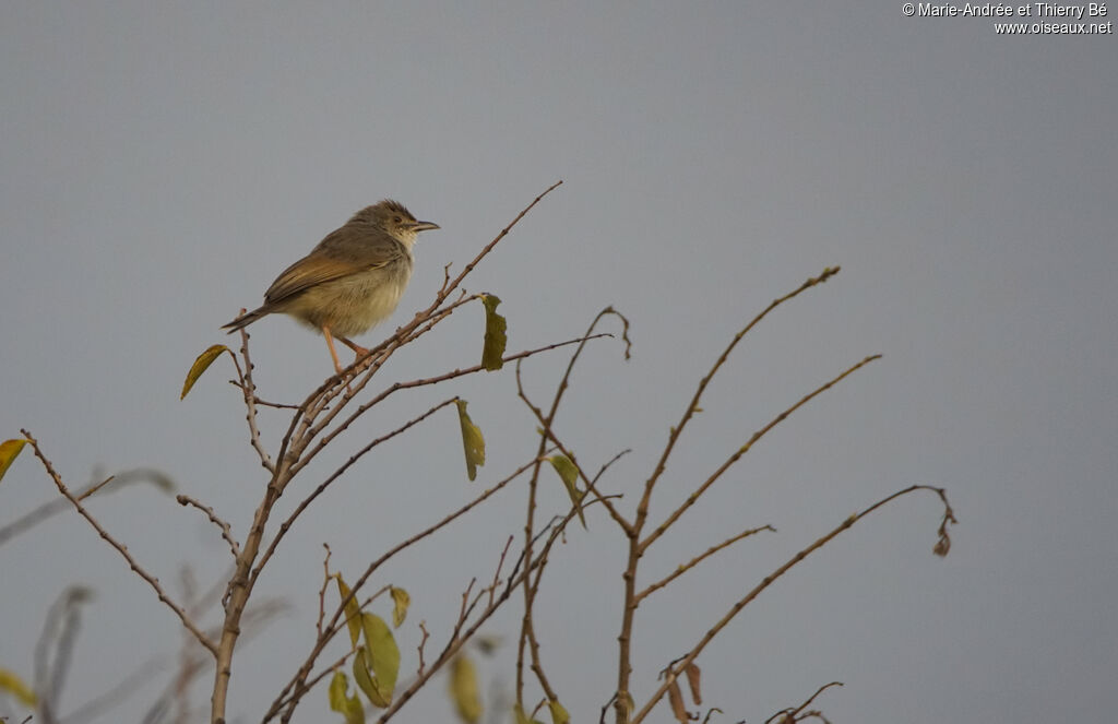 Trilling Cisticola