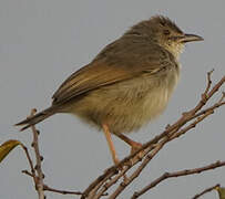 Trilling Cisticola