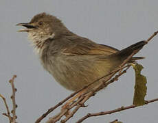 Trilling Cisticola