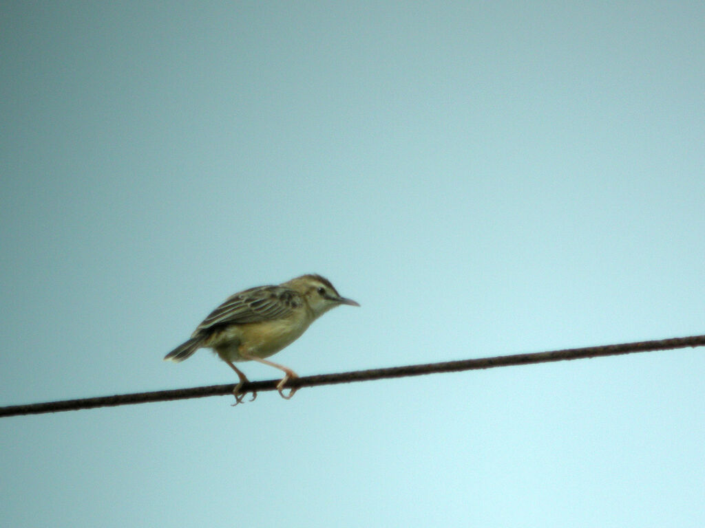 Zitting Cisticola