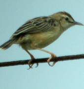 Zitting Cisticola