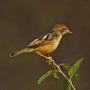 Winding Cisticola