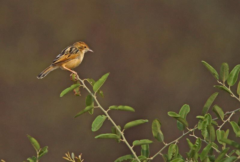 Winding Cisticola