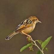 Winding Cisticola