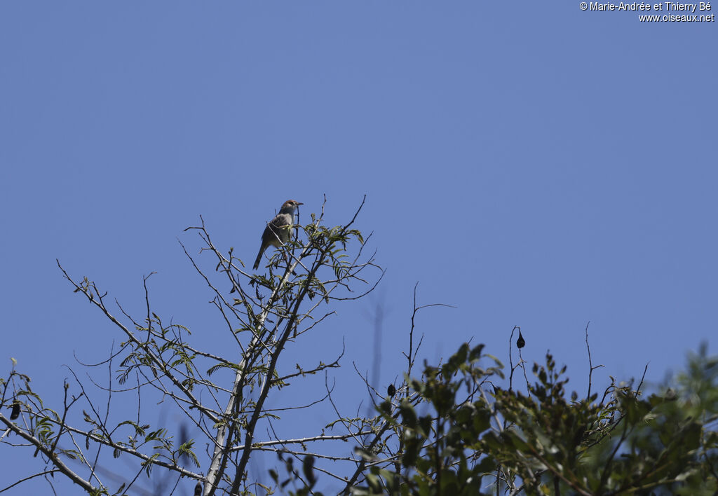 Rattling Cisticola
