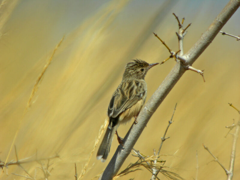 Madagascan Cisticola