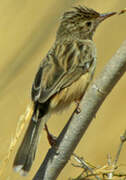 Madagascar Cisticola