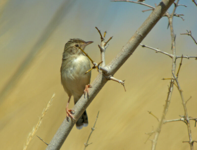 Madagascan Cisticola