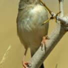 Cisticole malgache