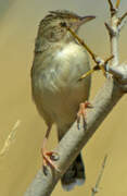 Madagascar Cisticola