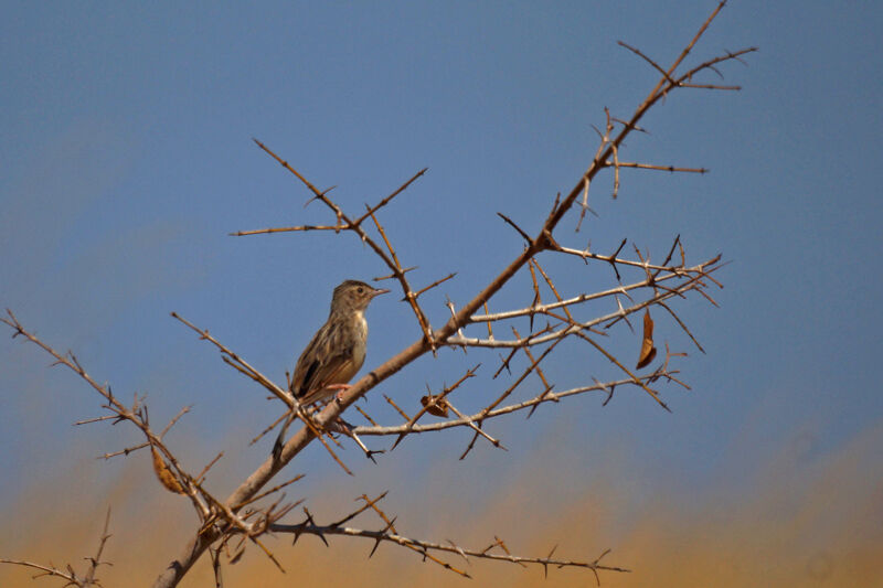 Madagascar Cisticola