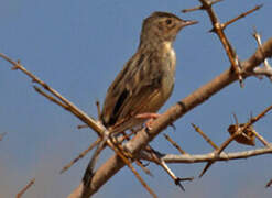 Madagascar Cisticola