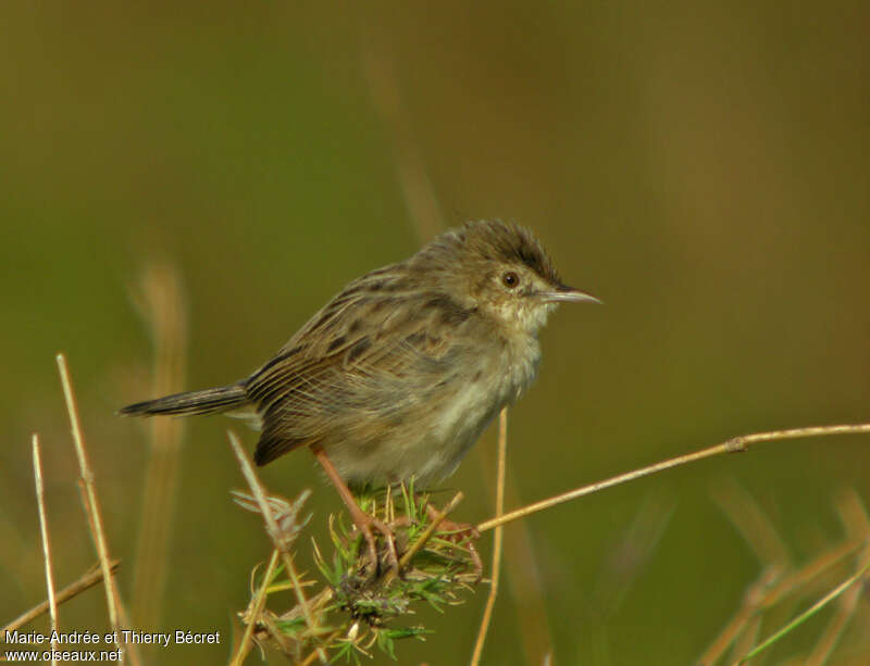 Madagascar Cisticola, identification