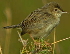 Madagascar Cisticola