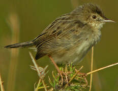 Madagascar Cisticola