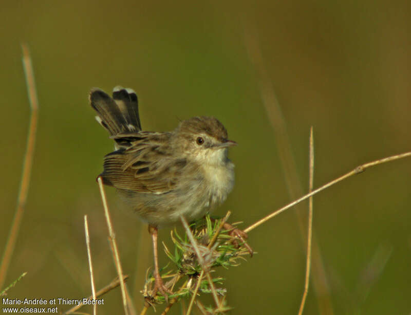 Madagascan Cisticola, close-up portrait