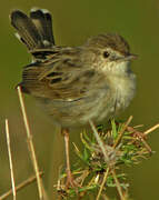 Madagascar Cisticola