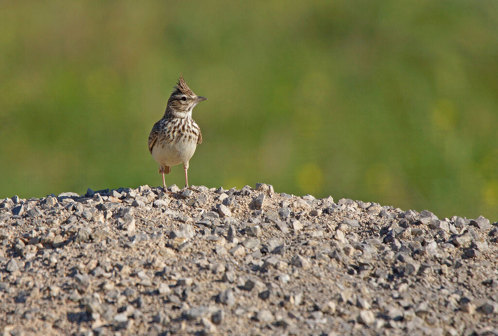 Cochevis de Thékla