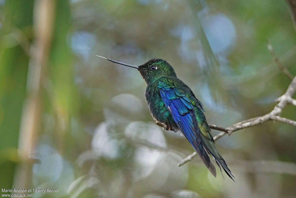 Great Sapphirewing male adult, identification