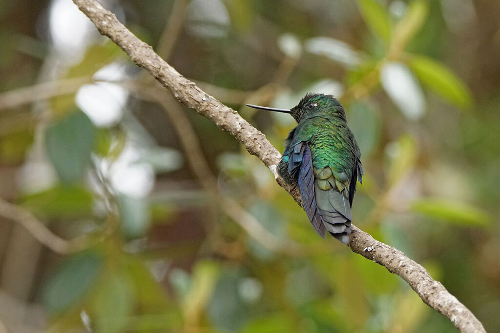 Colibri à ailes saphir mâle