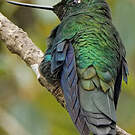 Colibri à ailes saphir