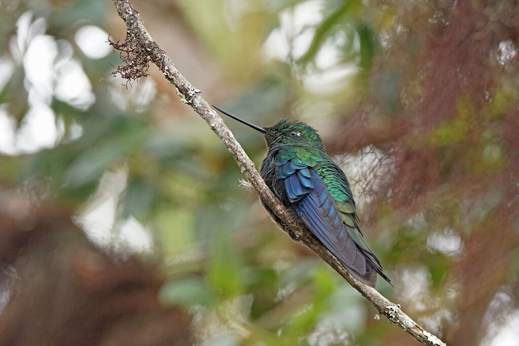 Colibri à ailes saphir