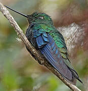 Colibri à ailes saphir