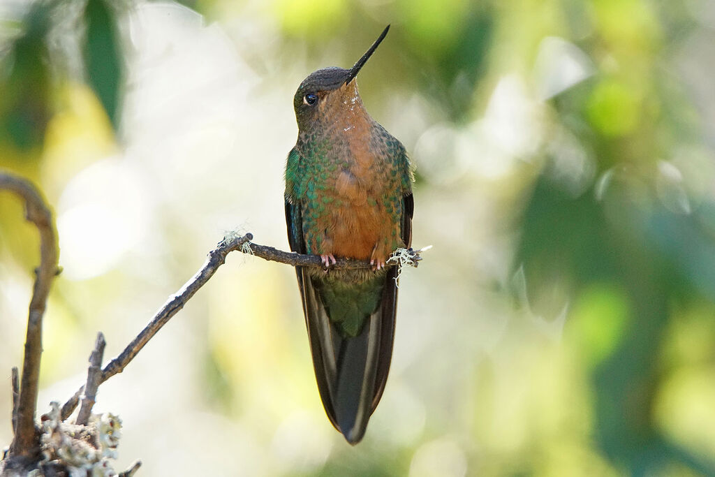 Colibri à ailes saphir femelle