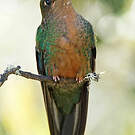 Colibri à ailes saphir