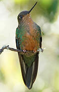 Colibri à ailes saphir